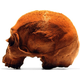 Illustration for article titled Lets All Eat Some Skulls